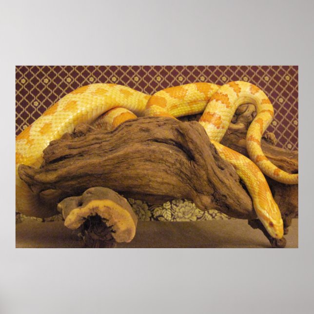 Albino Corn Snake Poster (Front)