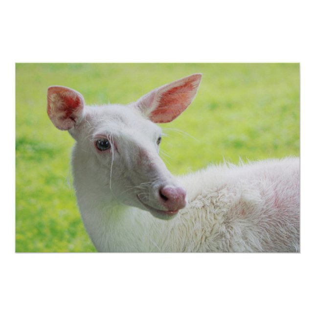 Albino Deer Poster (Front)