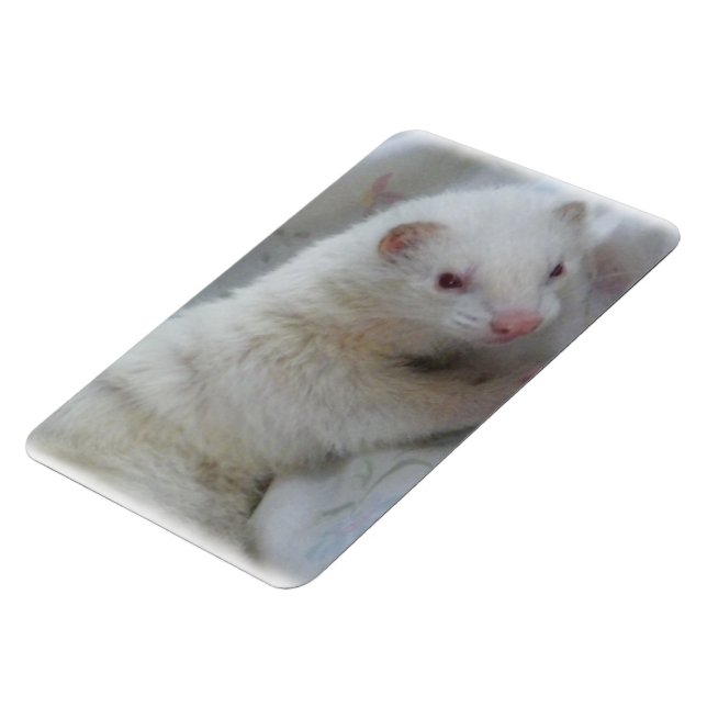Albino Ferret Picture Magnet (Left Side)