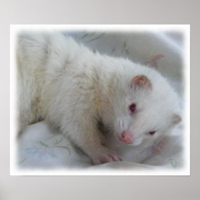 Albino Ferret Picture Poster (Front)