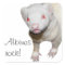 Albino Ferret Picture