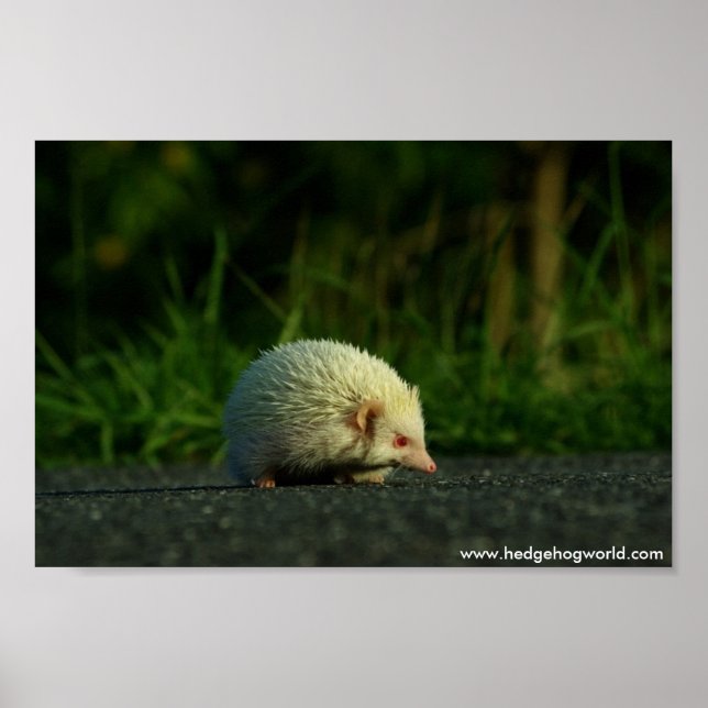 Albino hedgehog poster (Front)