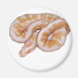 Albino Het Red Axanthic Magnet