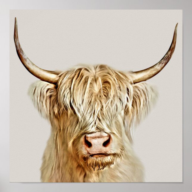 Albino Highland Cow Poster (Front)