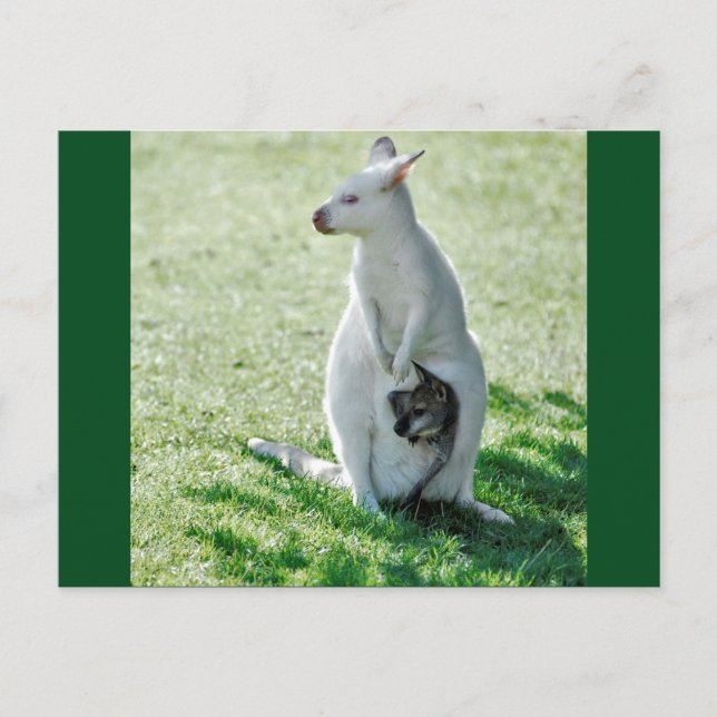 Albino kangaroo and its little postcard (Front)
