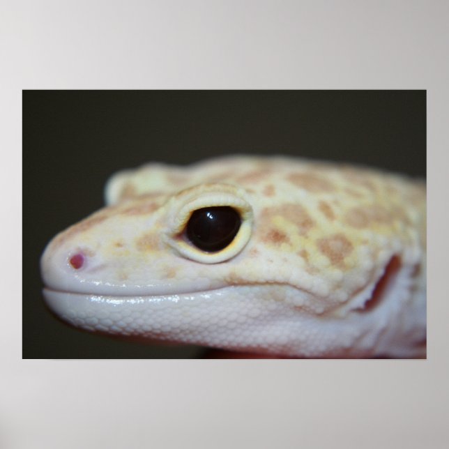 Albino Leopard Gecko Close Up  Poster (Front)