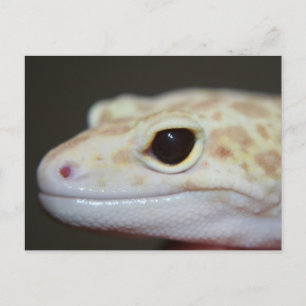 Albino Leopard Gecko Postcard