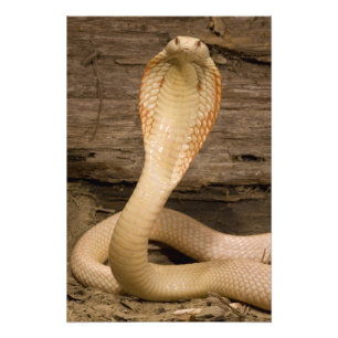 Albino Monacled Cobra, Naja kaouthia, coiled Photo Print
