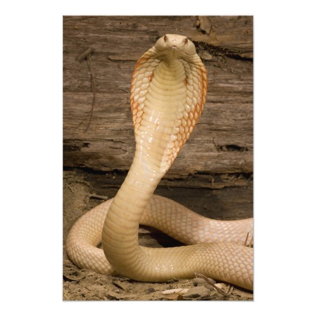 Albino Monacled Cobra, Naja kaouthia, coiled Photo Print (Front)