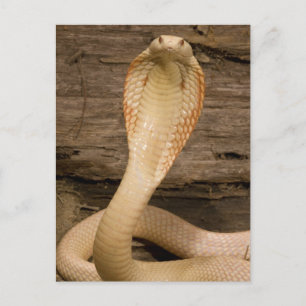 Albino Monacled Cobra, Naja kaouthia, coiled Postcard
