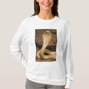 Albino Monacled Cobra, Naja kaouthia, coiled T-Shirt