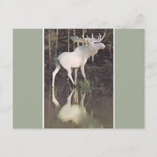 Albino Moose Postcard