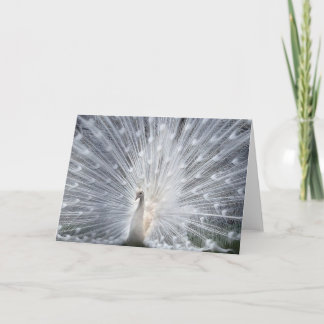Albino Peacock Card