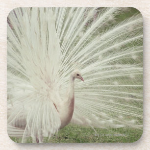 Albino peacock coaster