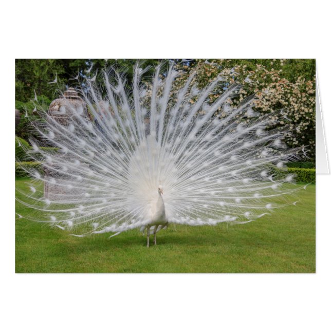 Albino Peacock Displays Feathers (Front Horizontal)