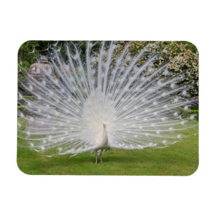 Albino Peacock Displays Feathers Magnet