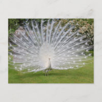 Albino Peacock Displays Feathers
