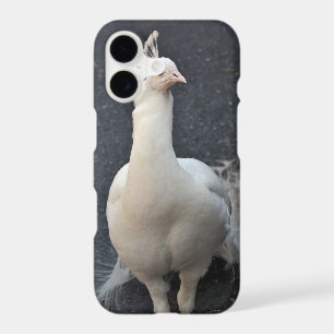 Albino peacock iphone case