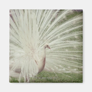 Albino peacock magnet