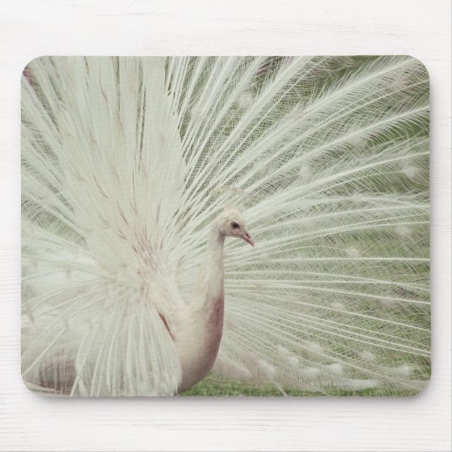 Albino peacock mouse pad (Front)