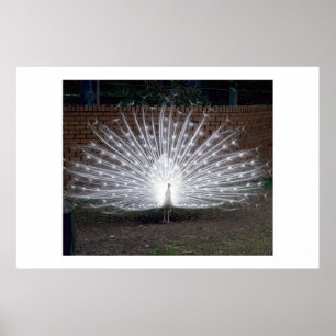 Albino Peacock Poster