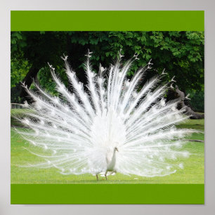 Albino-Peacock Poster