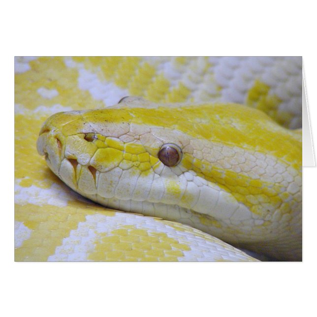 Albino python (Front Horizontal)