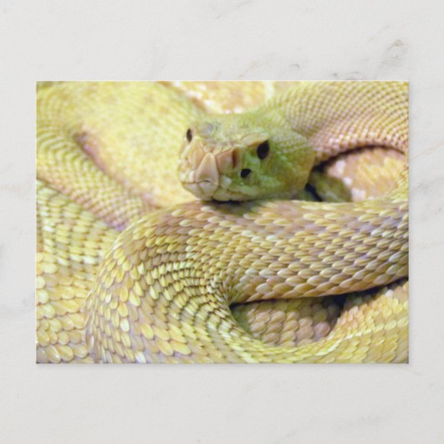 Albino Rattlesnake Post Card (Front)