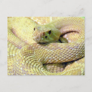 Albino Rattlesnake Post Card