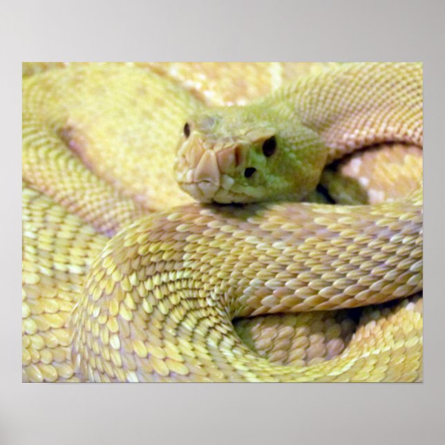 Albino RattleSnake Poster (Front)