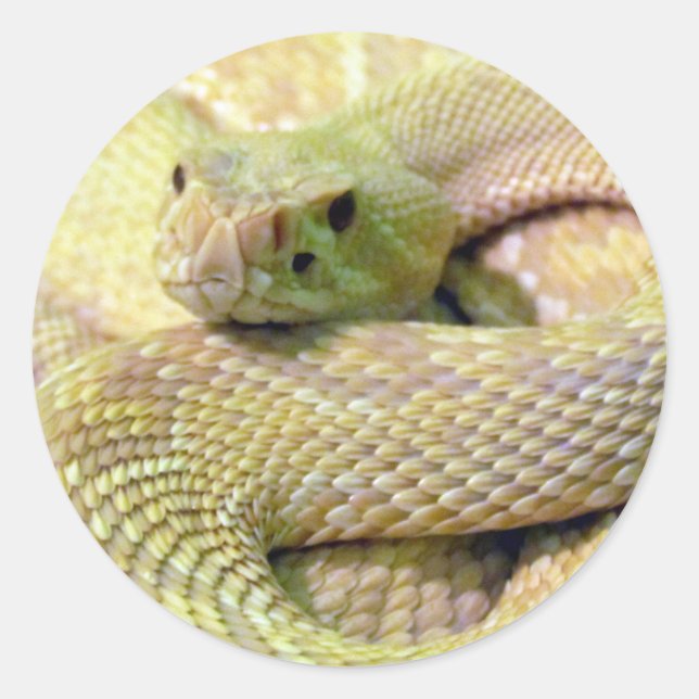 Albino Rattlesnake Stickers (Front)