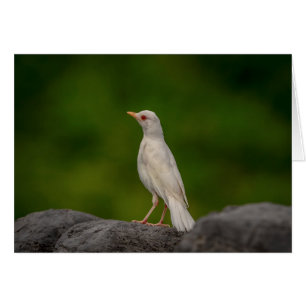 Albino Robin in Crown Point