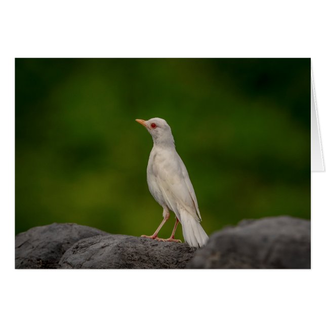 Albino Robin in Crown Point (Front Horizontal)