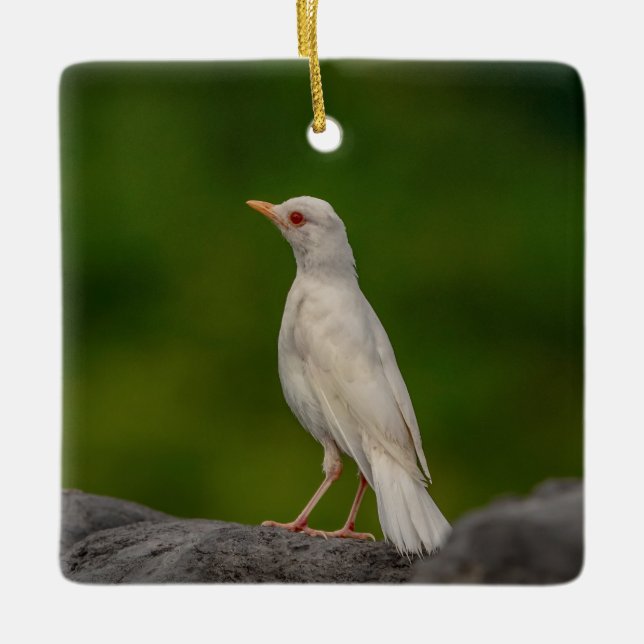 Albino Robin in Crown Point Ceramic Ornament (Front)