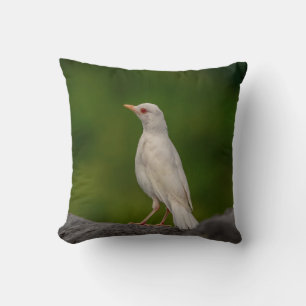 Albino Robin in Crown Point Cushion