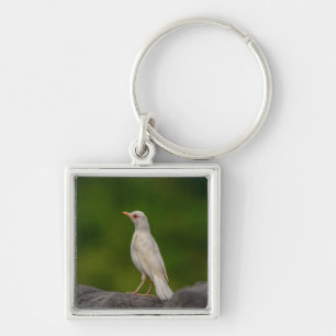 Albino Robin in Crown Point Key Ring