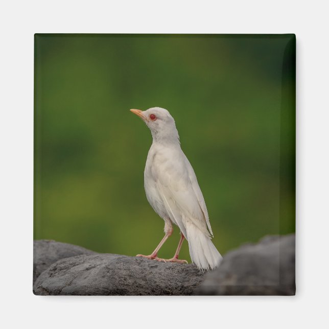 Albino Robin in Crown Point Magnet (Front)