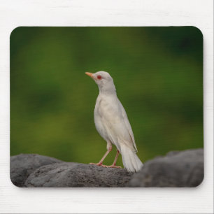 Albino Robin in Crown Point Mouse Pad