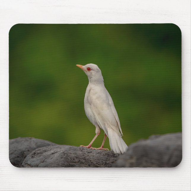 Albino Robin in Crown Point Mouse Pad (Front)
