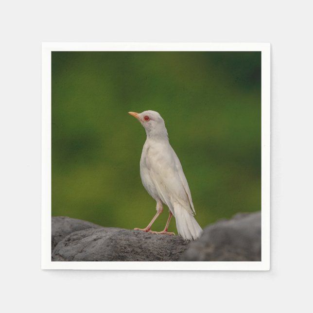 Albino Robin in Crown Point Napkin (Front)