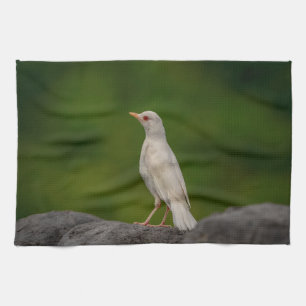 Albino Robin in Crown Point Tea Towel