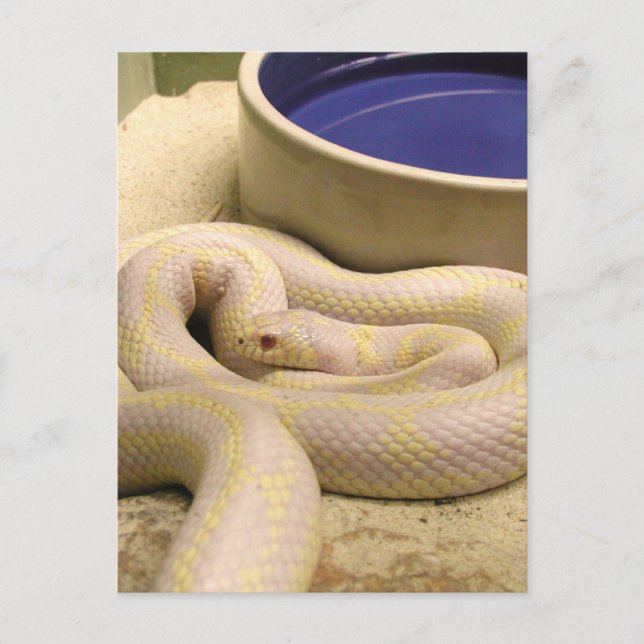 Albino Snake Postcard! Postcard (Front)