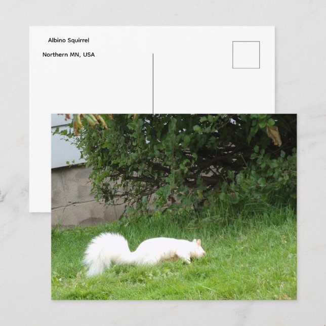 Albino Squirrel Postcard (Front/Back)