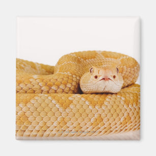 Albino Western diamondback rattlesnake (Crotalus A Magnet