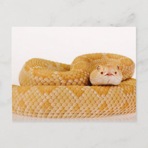 Albino Western diamondback rattlesnake (Crotalus A Postcard
