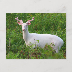 Albino Whitetail Deer Postcard