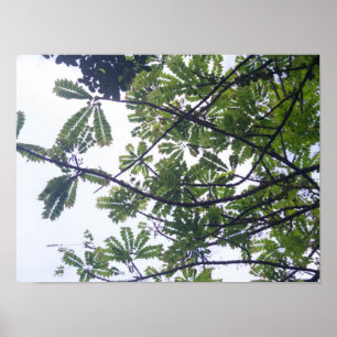 Albizia adianthifoli poster