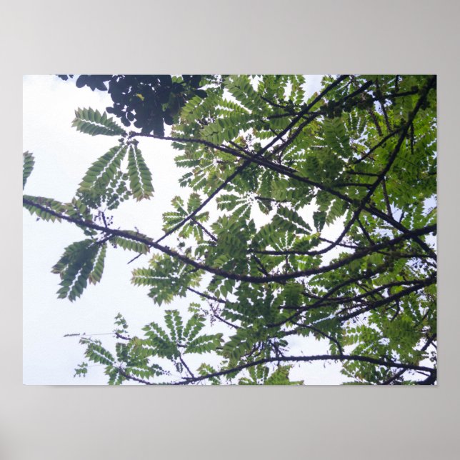 Albizia adianthifoli poster (Front)