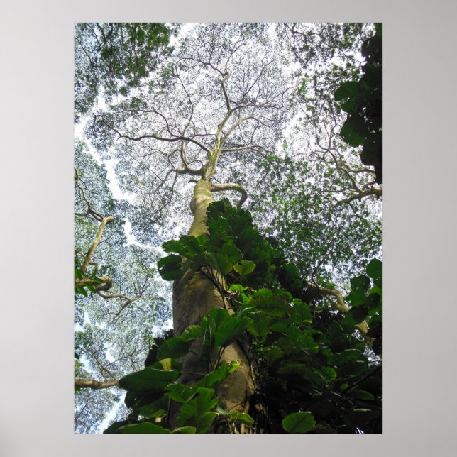 Albizia Tree Poster (Front)