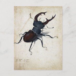 Albrecht Dürer Stag Beetle Postcard